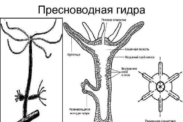 Что вместо гидры